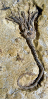 Pychocrinus dyeri