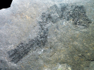 Rhabdoderma elegans NEWBERRY, 1856