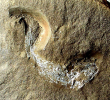 Rhabdoderma exiguum (Eastman, 1902)