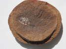 Rhabdoderma exiguum (Eastman, 1902)