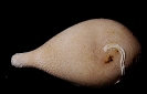 Dänemark