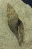 Emschermergel von Bottrop und Umgebung
