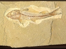 Marokko