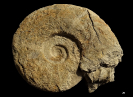  Parapuzosia (Austiniceras) austeni 