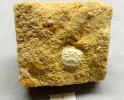 Binkhorstia ubaghsii (Binkhorst 1857)