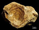 Brunonia grandis (Müller 1898)