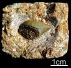 cf. Squalicorax kaupi
