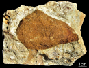 Credneria sp.