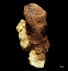 Credneria sp.