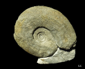 Parapuzosia (Austiniceras) austeni