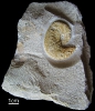 Scaphites geinitzi (D'Orbigny 1850)