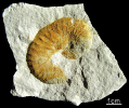 Scaphites geinitzi (D'Orbigny 1850)