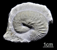 Scaphites geinitzi (D'Orbigny 1850)