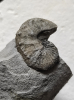 Scaphites gibbus