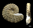 Acompsoceras inconstans (Schlüter, 1871)