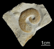 Yezoites sp.