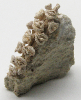 Pflanzenfossilien aus den Aachener Sanden im Grenzgebiet Deutschland/Belgien