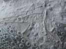 Micraster schroederi (Bestachelungsdetail)