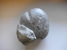 Seeigel Cardiotaxis