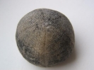 Galerites vulgaris -apikal