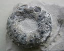 Gauthieria radiata (SORIGNET, 1850)