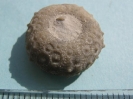 Gauthieria radiata (SORIGNET, 1850)