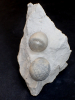 Galeola senonensis