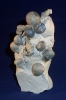 Galerites vulgaris und Parasmilia centralis