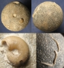Galerites vulgaris