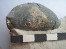 Bryozoen Onychocella sp.