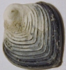 Neoflabellina sp.