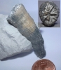 Parasmilia centralis
