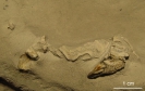 Dromiopsis sp.