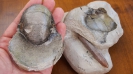 Eutrephoceras sp. und Belemnitella mucronata