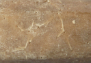 Talpina ramosa von HAGENOW, 1840 und Orthogonum cf. lineare GLAUB, 1994