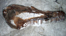 unbestimmter Fisch-Kiefer
