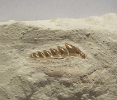Hexanchus microdon