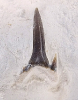 Carcharias