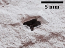 Selachii - Squalus aff. vondermarcki (MÜLLER & SCHÖLLMANN, 1989)