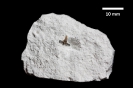 Selachii - Squatina cf. hassei (LERICHE, 1929)