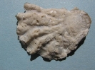 Hyotissa semiplana (SOWERBY, 1825)