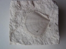 Neithea sexcostata (WOODWARD, 1833), linke Klappe