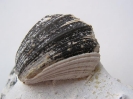 Neithea sexcostata (WOODWARD, 1833), rechte Klappe