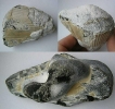 Pinna decussata GOLDFUSS, 1835