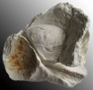Pycnodonte vesicularis mit xenomorpher Bildung