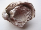 Pycnodonte vesicularis (LAMARCK, 1806)