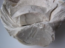 Pycnodonte vesicularis mit xenomorpher Bildung