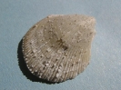 Spondylus fimbriatus GOLDFUSS, 1836