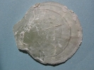 Syncyclonema nilsoni (GOLDFUSS, 1835)