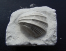 Neithea sexcostata (WOODWARD, 1833)